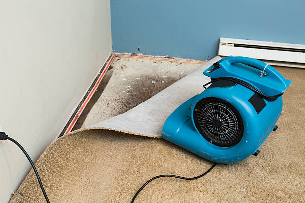 Best Mold removal after water damage  in Keasbey, NJ